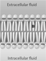 Consider the following diagram of a membrane.   Which of the following might be the portion of the membrane represented by the letter A? A)  choline B)  tristearin C)  oleic acid D)  glycerol