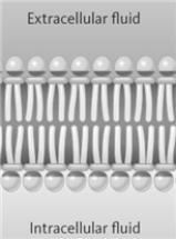 Consider the following diagram of a membrane.   In addition to the components represented here, which of the following might also be found in membrane? A)  proteins B)  cholesterol C)  other types of phospholipids D)  All of these may be found in membranes.
