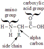 An amino acid can be correctly characterized as:  
