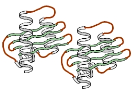 Consider the level of protein structure that forms when the two polypeptides shown below interact.   Which type of side chain interaction is particularly important in forming this level of structure? A)  ion pair B)  disulfide bridge C)  hydrophobic interaction D)  hydrophilic interaction