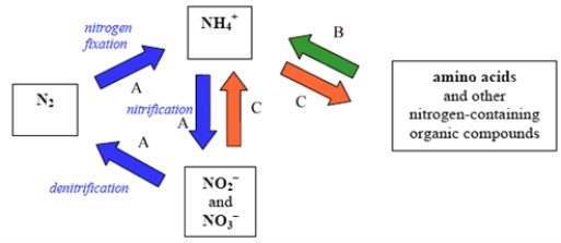 The following represents the nitrogen cycle. Which of the choices correctly pairs the lettered reactions with the type of organism?   A)  A - bacteria B - animals C - plants B)  A - plants B - animals C - bacteria C)  A - plants B - bacteria C - animals D)  A - animals B - bacteria C - plants