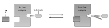 Consider the following image.   The   ?   in the image represents A)  negative effector. B)  competition inhibitor. C)  positive effector. D)  denaturing agent.