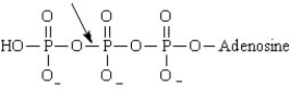 Consider the image shown below. The bond indicated by the arrow represents the bond that is broken when ADP forms .  