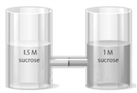 Consider the two containers shown below separated by a seminpermeable membrane. When allowed to stand overnight,   water will have moved from the right-hand container to the left hand container..