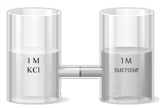 Consider the two containers shown below separated by a seminpermeable membrane. When allowed to stand overnight,   there will be no change in the liquid levels.