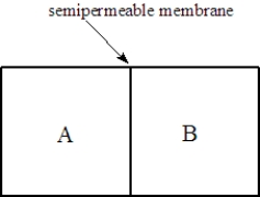 Consider two solutions, A and B, separated by a seminpermeable membrane that allows water and small molecules to pass through as shown below.   Fill the blank(s) with the appropriate terms from the list below.  right left osmosis dialysis -Solution A is 0.10 M in lactose and 0.050 M in urea. Solution B is 0.15 M in KCl. Water will flow to the ______________________compartment.