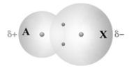 The following represents the formation of bond between atoms A and X. Based on this diagram which element is more electronegative?   A)  A B)  X C)  A and X have the same electronegativity.