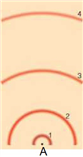   In the above model of an atom, where would the proton be located? A)  A B)  1 C)  2 D)  3