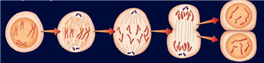   The process shown above is ____________. A)  cell splitting B)  mutation C)  life formation D)  copying