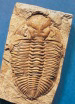   The complex organism fossil cast shown above first appeared in the __________ period. A)  Pre-Cambrian B)  Cambrian C)  Tertiary D)  Jurassic