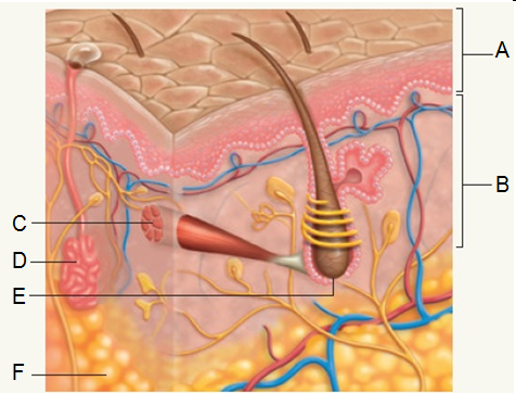 Match the structures labeled in the diagram with the statements below.        Figure 4.11 -locationofkeratinocytes​