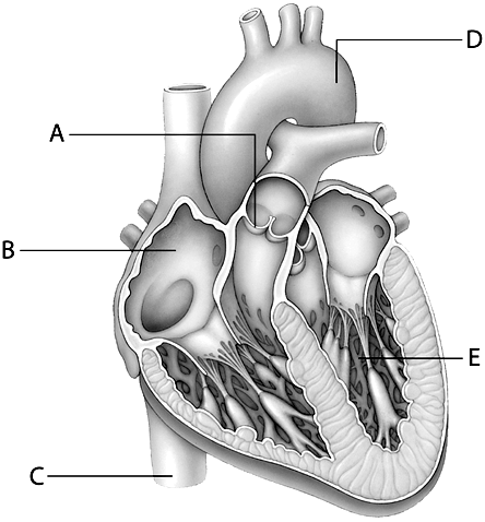 Match the labeled heart structures to the statements below.      Figure 7-4 -inferior vena cava