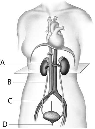 Match the urinary structures to the statements below.      -a kidney stone might block urine flow here ​