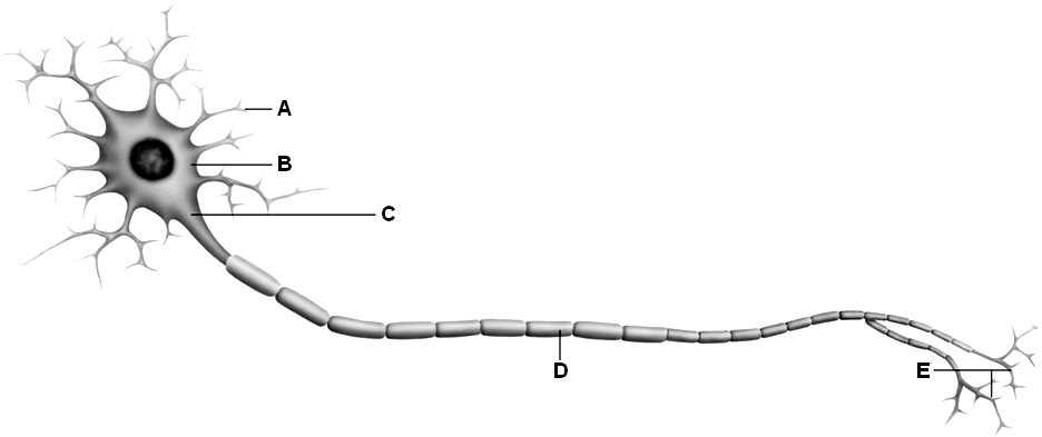 Match the neuron structures to the statements below.      -conduction zone