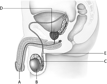 Match the reproductive structure to the statements below.       -stores mature sperm