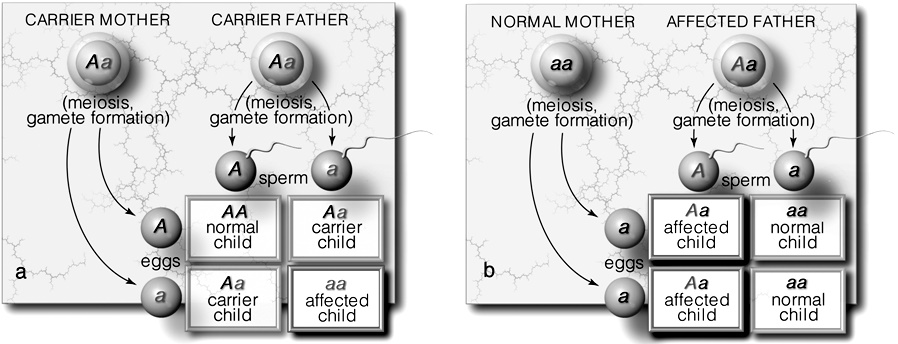 Match the form of inheritance to the statements below.       ​ -pattern associated with cystic fibrosis ​