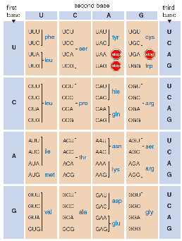   Figure 21.8A  Using the information in the accompanying figure, explain what short polypeptide is produced from the DNA segment AAG GGC CTT. Include in your answer the role of mRNA and tRNA.