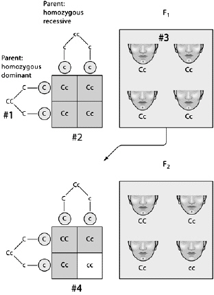   The probability of producing a child with cc at #4 is A)  1/4. B)  25 percent. C)  1 out of 4. D)  0.25. E)  all of these 