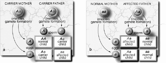     The pattern illustrating autosomal recessive inheritance is labeled by the letter ____.