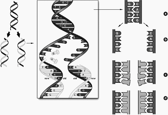  The replication illustrated here is termed A)  dominant. B)  recessive. C)  semiconservative. D)  conservative. E)  hemiconservative. 