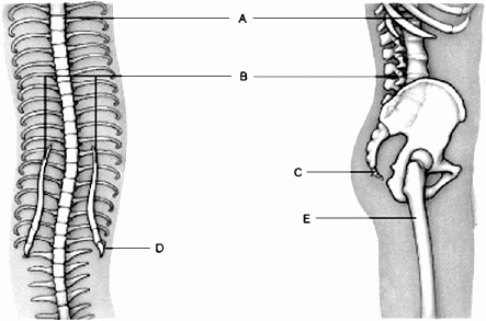     The thighbone attached to the pelvic girdle is represented by the letter ____.