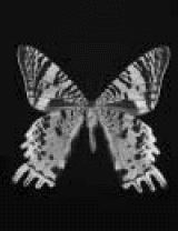 Does the picture illustrate a line symmetry? Butterfly   A)  No, not symmetric B)  Yes, symmetric