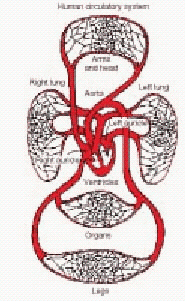 Does the picture illustrate a line symmetry? Human circulatory system   A)  No, not symmetric B)  Yes, symmetric