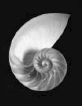 Does the picture illustrate a line symmetry? Chambered nautilus   __________ ( Yes, symmetric / No, not symmetric )