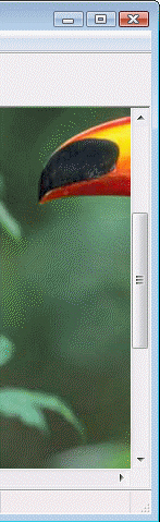   In the figure above, you can click the ____ to scroll down a small amount. A)  up scroll arrow B)  down scroll arrow C)  vertical scroll box D)  vertical scroll bar