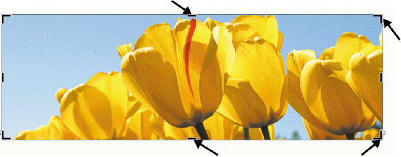 FIGURE WD 4-2   What are the arrows pointing to in Figure WD 4-2 above? A)  selection handles B)  rotation handles C)  placeholders D)  cropping handles