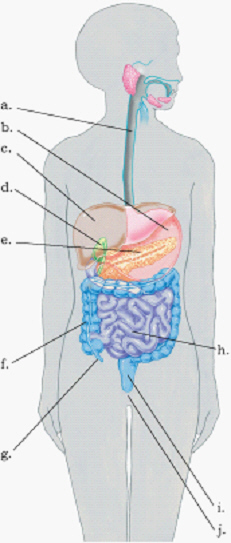 Using the figure, match the body parts to their appropriate locations.    